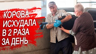 видео: Корова плохо ест. Инородное тело. картинка: Корова плохо ест. Инородное тело.