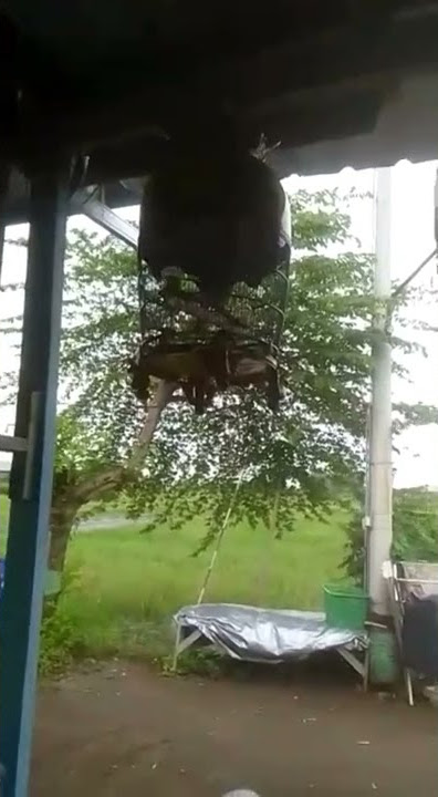 EURO BF 636 Kandang A-4