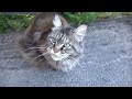 Maine coon cat very angry