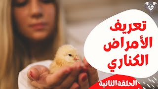 تعريف امراض الكناري الحلقة الثانية