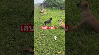 เล่นตุ๊กตากัน🐕 #amarintv34 #เปิดค่าการมองเห็น #doggielife #cutedog #dog #doglove #doglife #dogshort