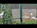 Узбекские двухчубые голуби - гульбадамы