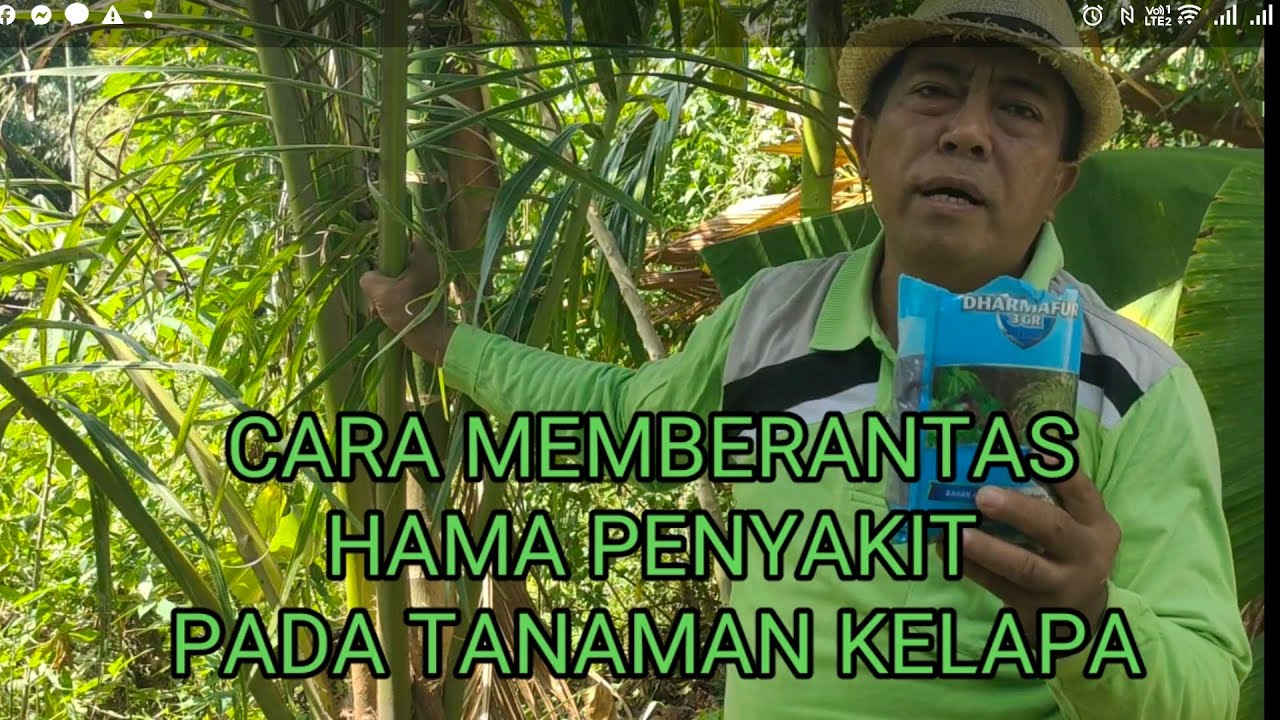 CARA MEMBERANTAS HAMA PENYAKIT PADA TANAMAN KELAPA