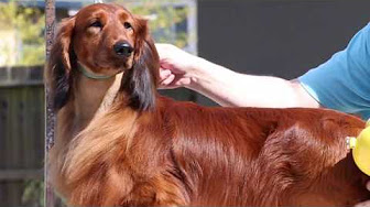 Uploads From Pramada Kennels You