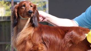 Drying Longhair Dachshund  (Pramada Grooming Series #3) by Pramada Koradox 12,973 views 6 years ago 20 minutes