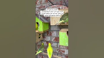#سورة_ص #قرآن #المصحف #ماهر_المعيقلي #السعودية #العراق #مصر #طيور #الحب #quran #birds #budgies #usa