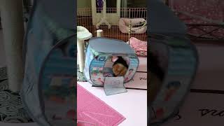 We Have Some Very Happy Camper Persian Kittens Today by VICTORIAN GARDENS CATTERY 1,138 views 2 years ago 3 minutes, 22 seconds