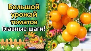 Томаты Подкормка Просмотреть