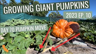 Day 70 Check In, Moving Them, 20 Days To Go - Ep. 10 - Growing Giant Pumpkins 2023