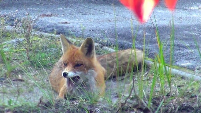 radioactive chernobyl wild zone: rabies in fox (бешеная лиса) - YouTube