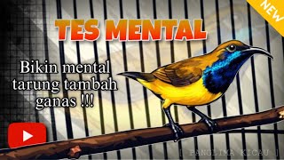 GILA‼️ Tes Mental Sogon, Mental Baja Langsung Keluar #pancingansogon #sogongacor #sogokotong 