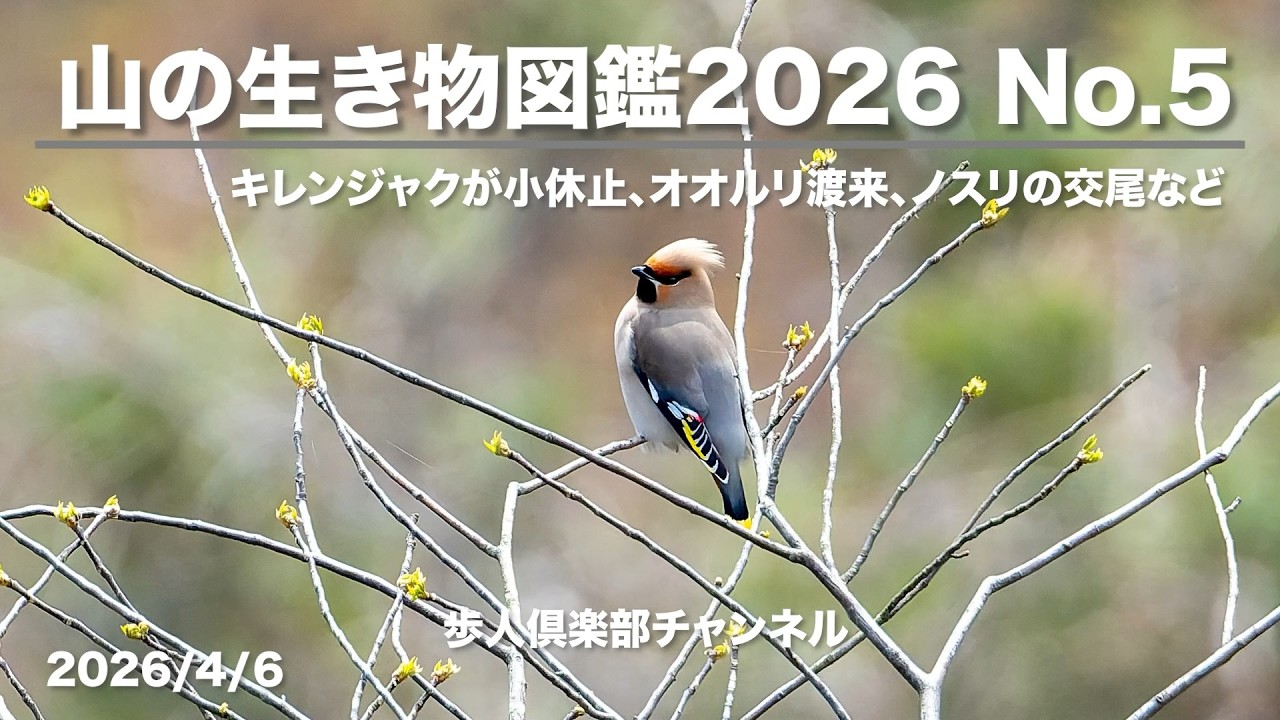 Mountain Wildlife Guide 2026 No. 5 April 6, 2026 Wild bird