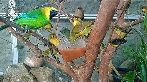 Sparrows in the aviary fight over food