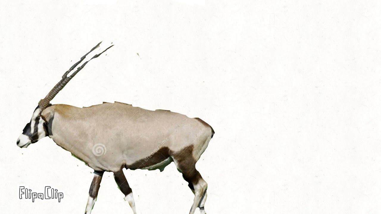 Sam and Friends the new generation - Kermit goes to Gabon 