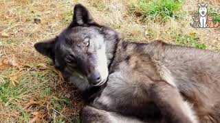 Black wolf asks for belly rubs