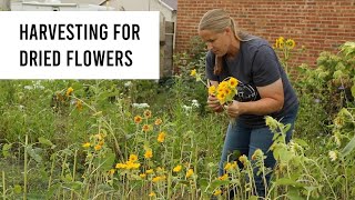 Harvesting Flowers for Dried Flower Pumpkins & Fall Market Products