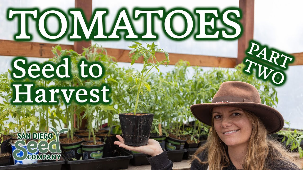 Удобряем и пересаживаем помидоры в горшки как профессионал 🙌 Когда и как это делать + некоторые о...