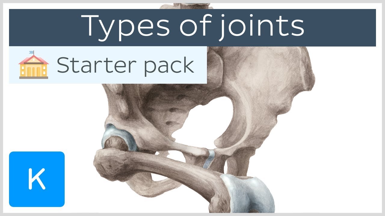 The Different Types of Joints in Our Body