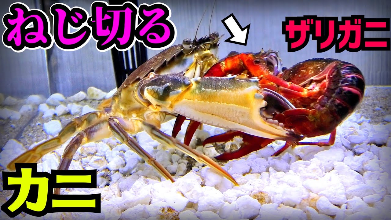 The ferocious crab attacks the crayfish with great force - YouTube