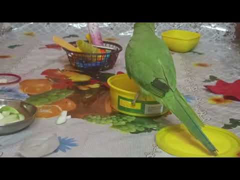 Parrot ka real awaaz and lovely video #trending #viral #viralvideo #youtubevideo