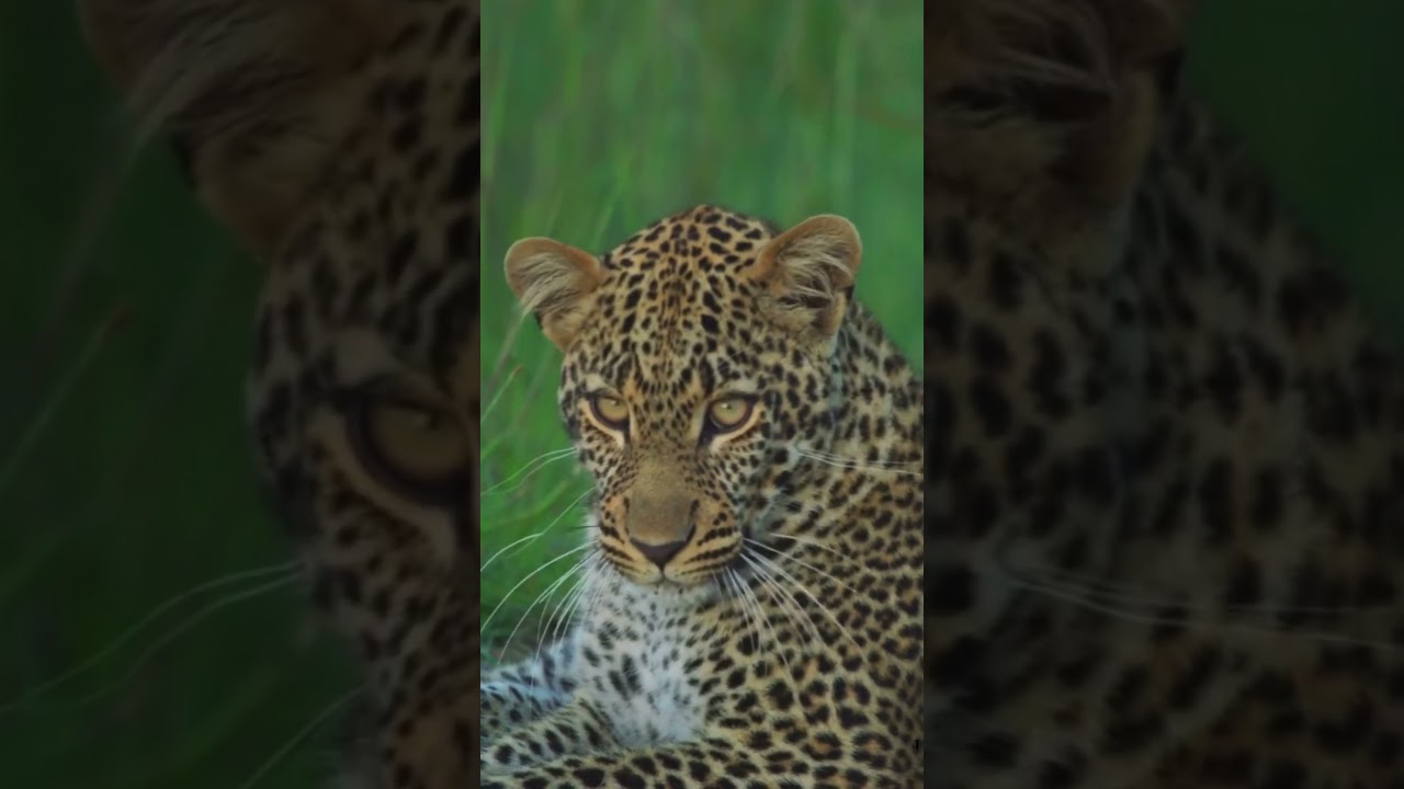 Leopard Print Denim Jeans