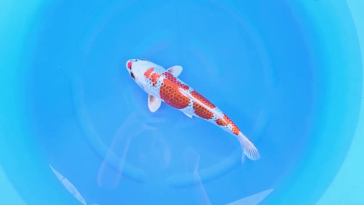 鯉の預かり　大きくなるまでの預かりしてます maxresdefault.jpg