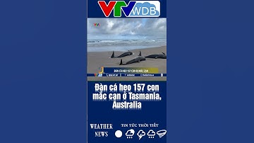 Đàn cá heo 157 con mắc cạn ở Tasmania, Australia | VTVWDB