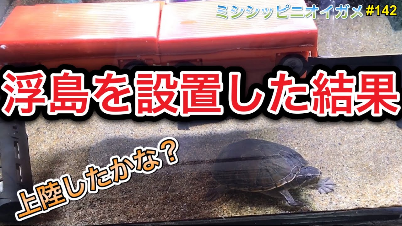 ミシシッピニオイガメ 飼育142 浮島を設置した結果 上陸したかな Youtube
