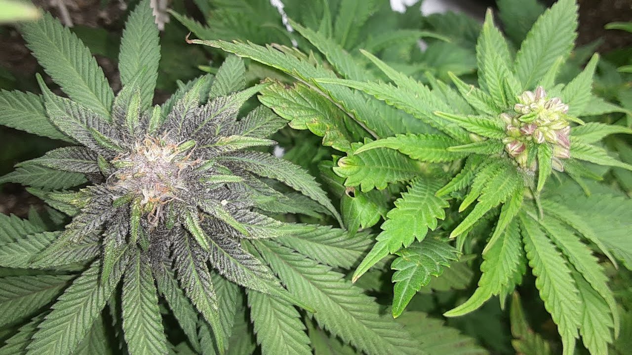 "Black 2 the future"🎯Blackcherry soda X Blackberry moonrock  Multi pollen breeding program