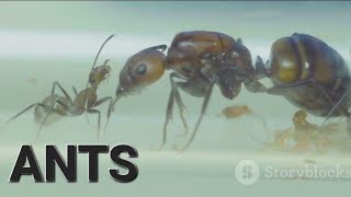 Ants | The Intricate Life of Ants: A Deep Dive HD