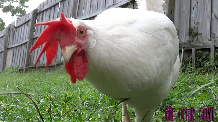 ✨ Comment éloigner les faucons de vos poules et canards en toute sécurité