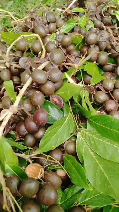 buah jengkol banyak yang suka banyak pula yang membencinya #jengkol #buahjengkol
