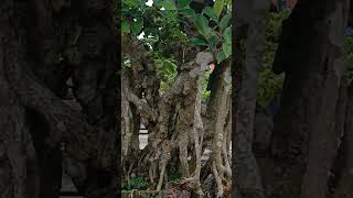 This ancient banyan tree has a gnarled trunk and branches, and is nearly 100 years old. #bonsai