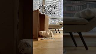 DIY cat engagement toy π§Έ#kikicutekitty #relatable #scottishfold #fyp DIY cat engagement toy π§Έ#kikicutekitty #relatable #scottishfold #fyp