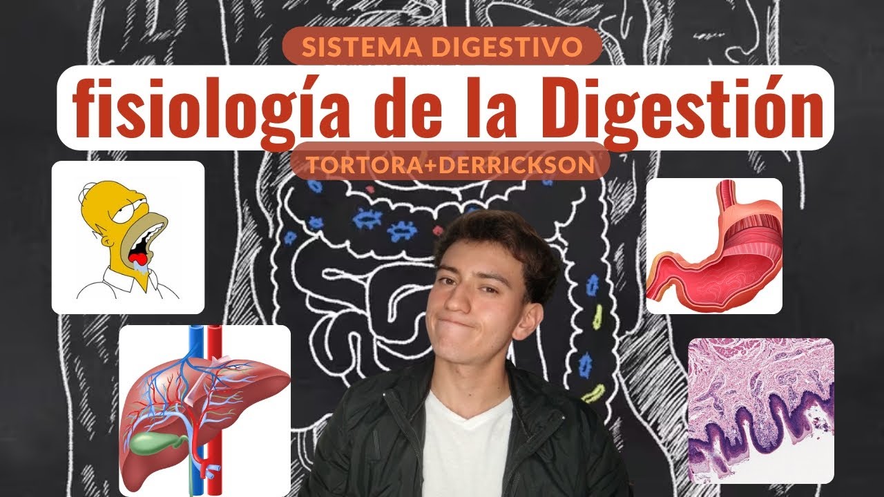 TODO lo que un ESTUDIANTE debe saber del sistema DIGESTIVO (Tortora+Derrickson)