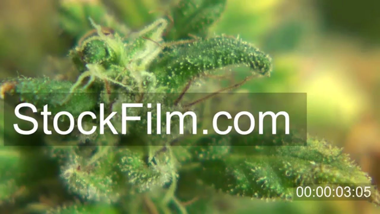 Marijuana Plant Big Cola - Zoom Out