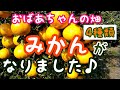 【47】せとか デコポン スイートスプリング はっさく栽培   みかんがなりました♪ 家庭栽培 果樹収穫時期 4種類紹介♪