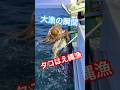 漁師魂❗タコ大漁の瞬間❗