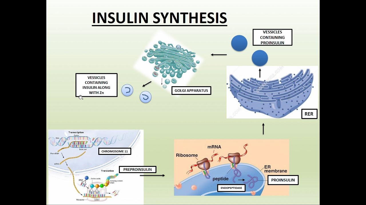 INSULIN RECEPTOR AND IT'S TRANSDUCTION MECHANISMS (PART 1) - YouTube