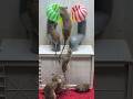 Best home mouse trap/creative mouse trap #mousetrap #rattrap #rat