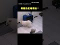 【狗狗育兒(?)】狗籠的正確用法？ 弟弟爬進去 狗勾揪團來看XD｜狗狗｜小孩
