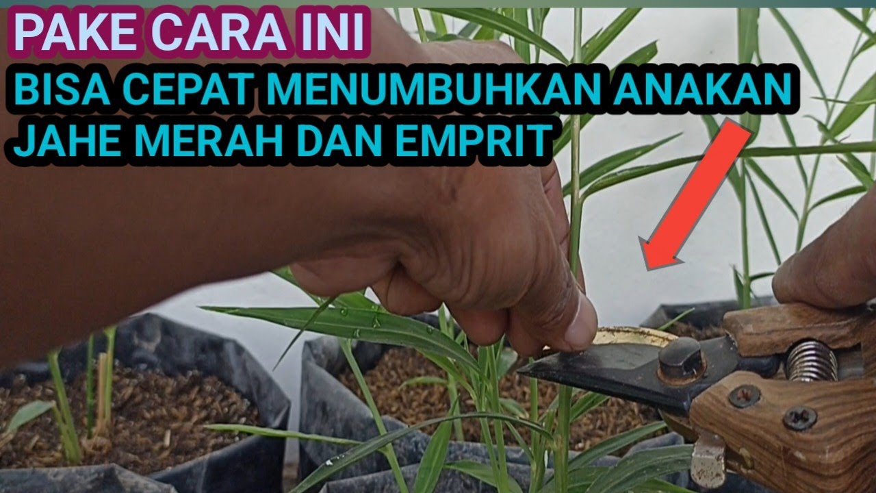 Cara Terbaik Mempercepat Tumbuh Anakan Jahe Merah dan Jahe Emprit Serta Memperbesar Batang Jahe #3