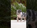 Puppy Love: 6 Weeks of Pure Perfection 🐶 #shorts #americanbully #cutepuppy