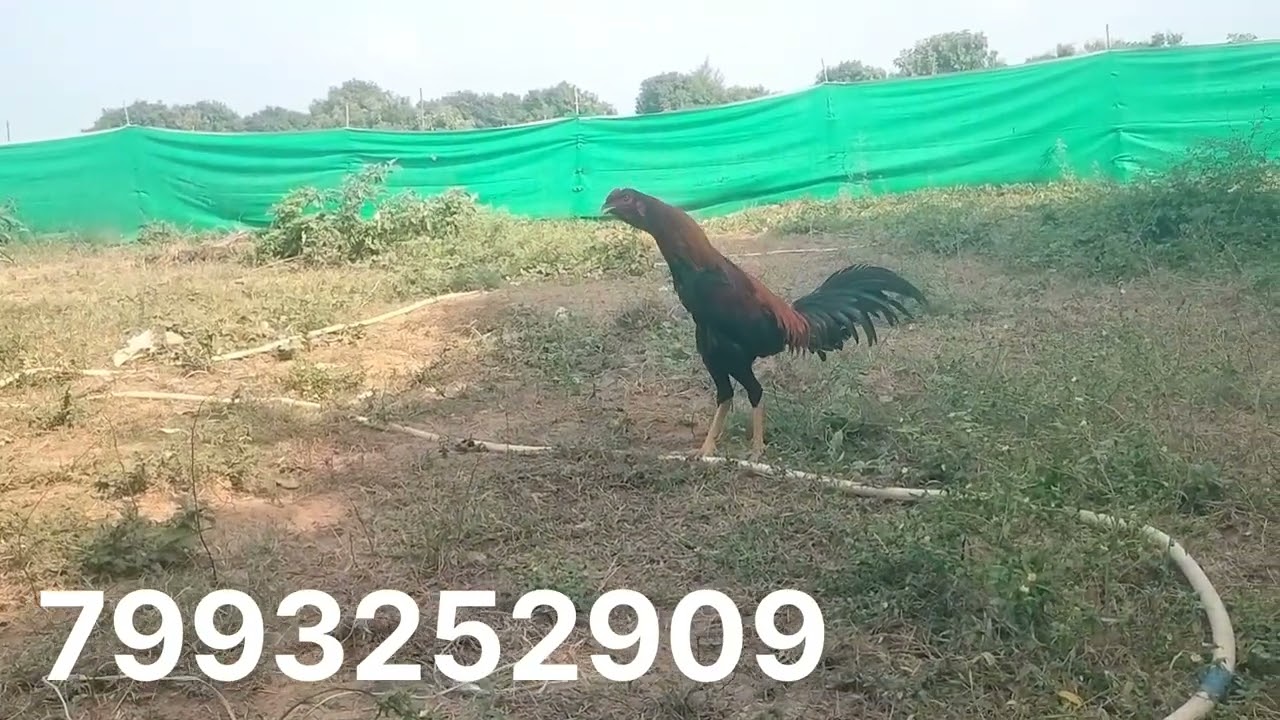 Top quality eggs 🥚 sale number 7993252909