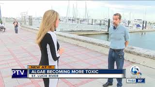Algae becoming more toxic