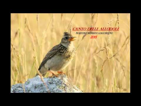 CANTO DELLE ALLODOLE 2015