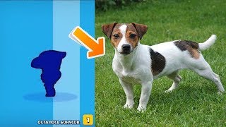ШОК! СОБАКА ОТКРЫВАЕТ СУНДУКИ В BRAWL STARS ШОК! СОБАКА ОТКРЫВАЕТ СУНДУКИ В BRAWL STARS