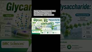 Glycan vs Polysaccharide: Why the Difference Matters in Glycobiology - BOC Sciences #glycans