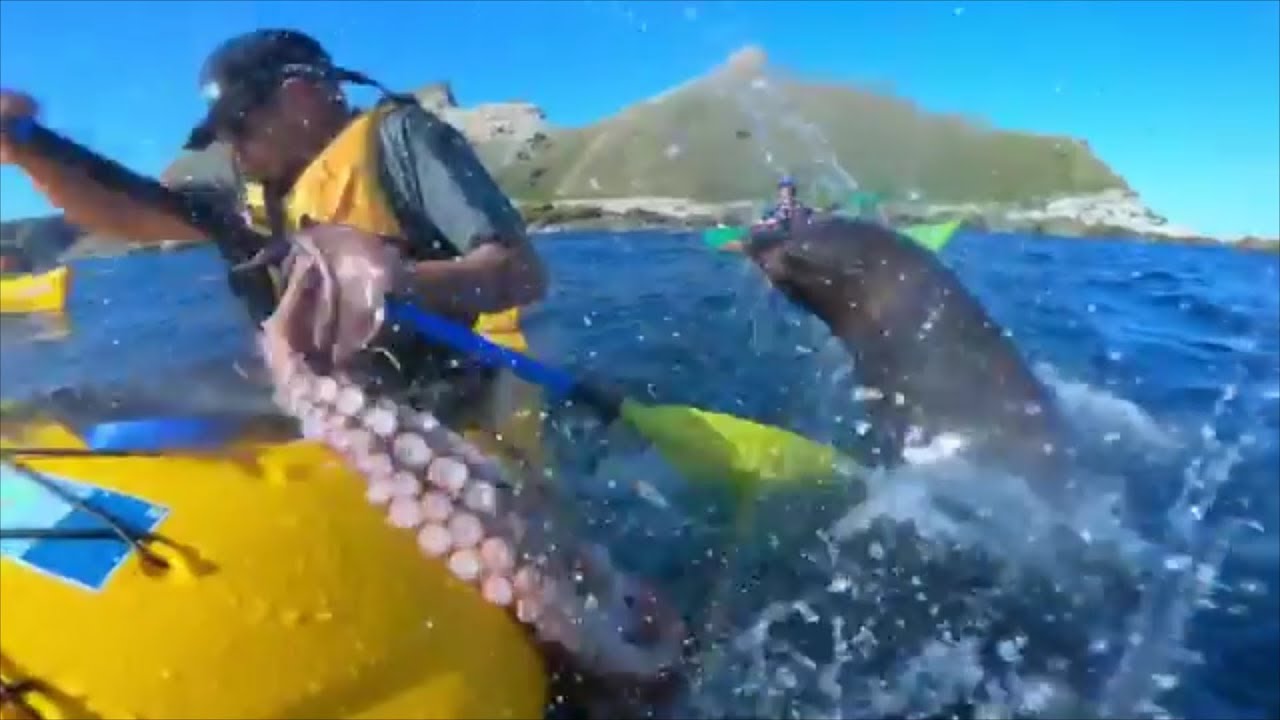 Man sneaks10 pound-octopus through security and throws it onto ice