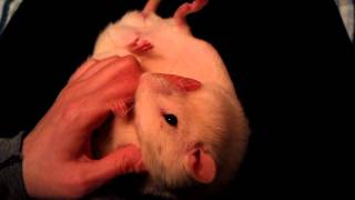 VIDEO0201.3gp